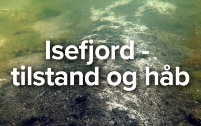 Isefjord – tilstand og håb