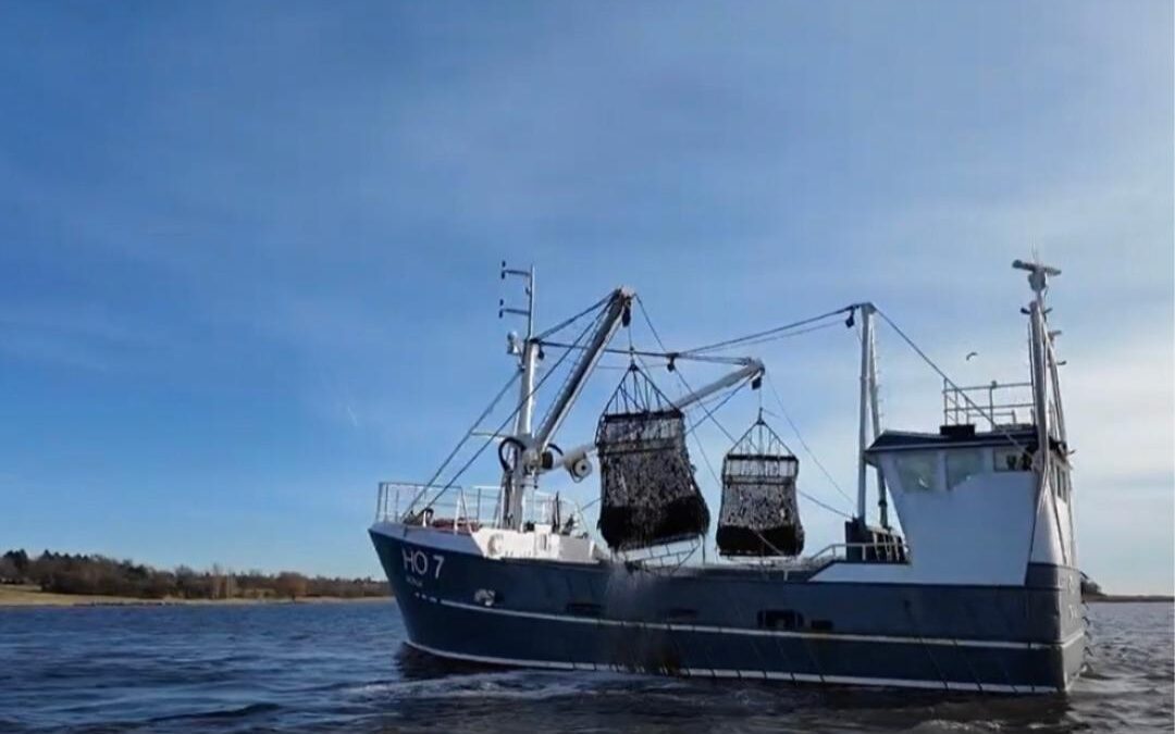 Fødevareministeren blokerer for grøn omstilling i muslinge-erhvervet