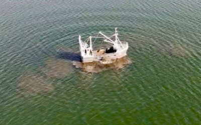 Fakta om muslingeskrab i Isefjord