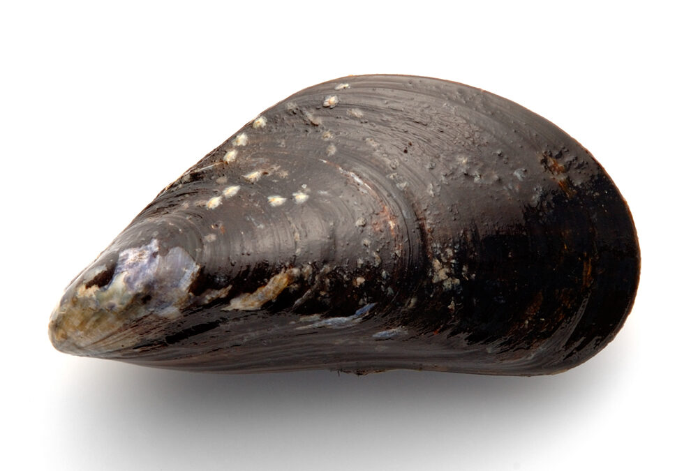 Demonstration 17. januar: Stop muslingeskrab i Isefjord nu!