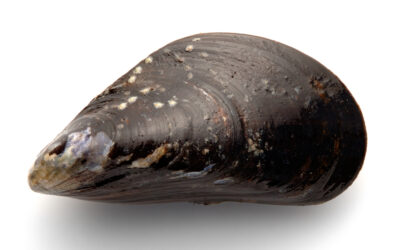 Demonstration 17. januar: Stop muslingeskrab i Isefjord nu!